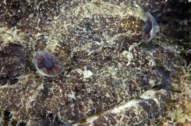 Large Eye Toadfish