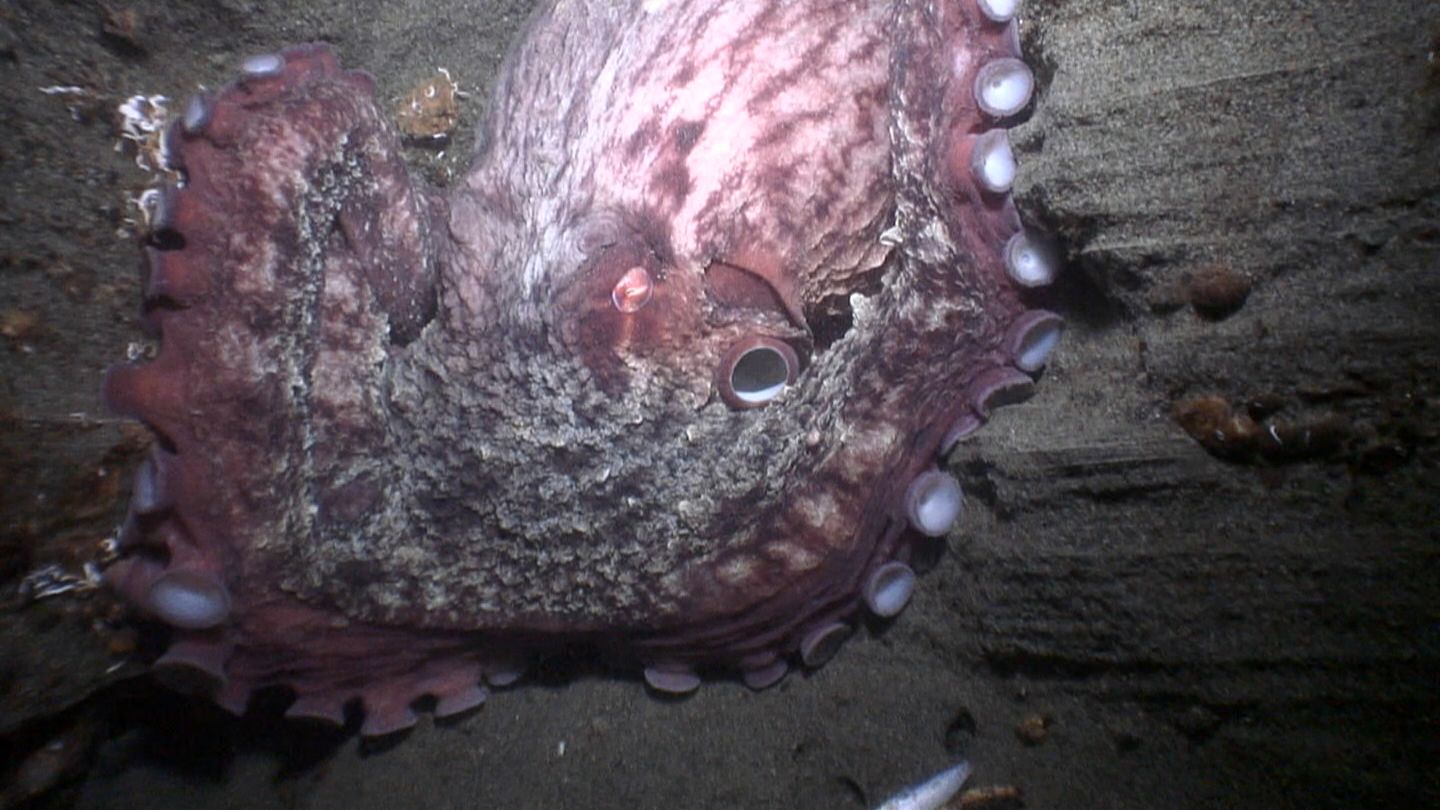 large giant pacific octo