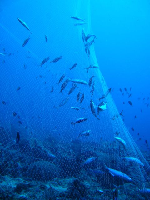 Large gill net snagged on Maasim reef