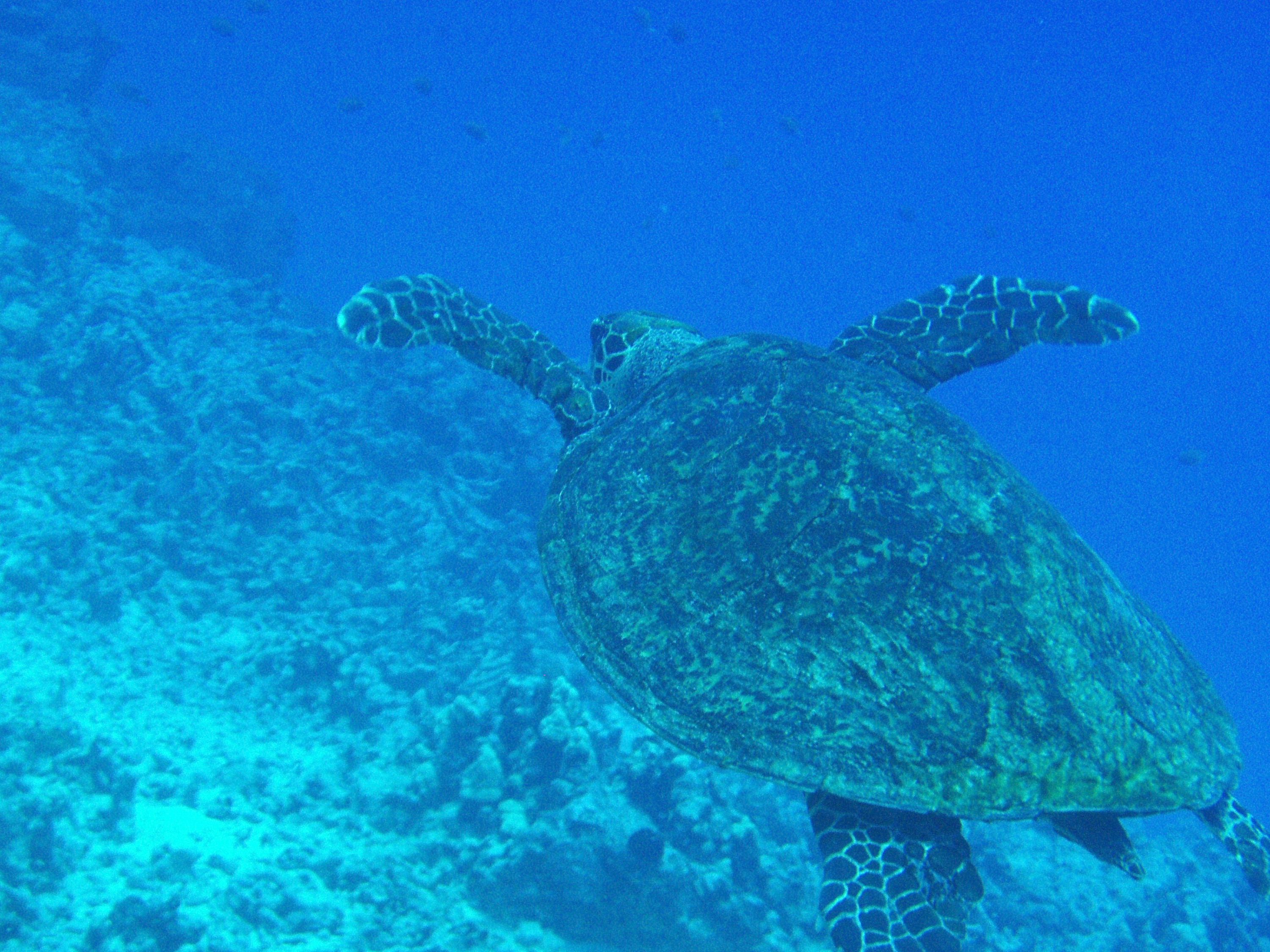 Large Green Sea Turtle