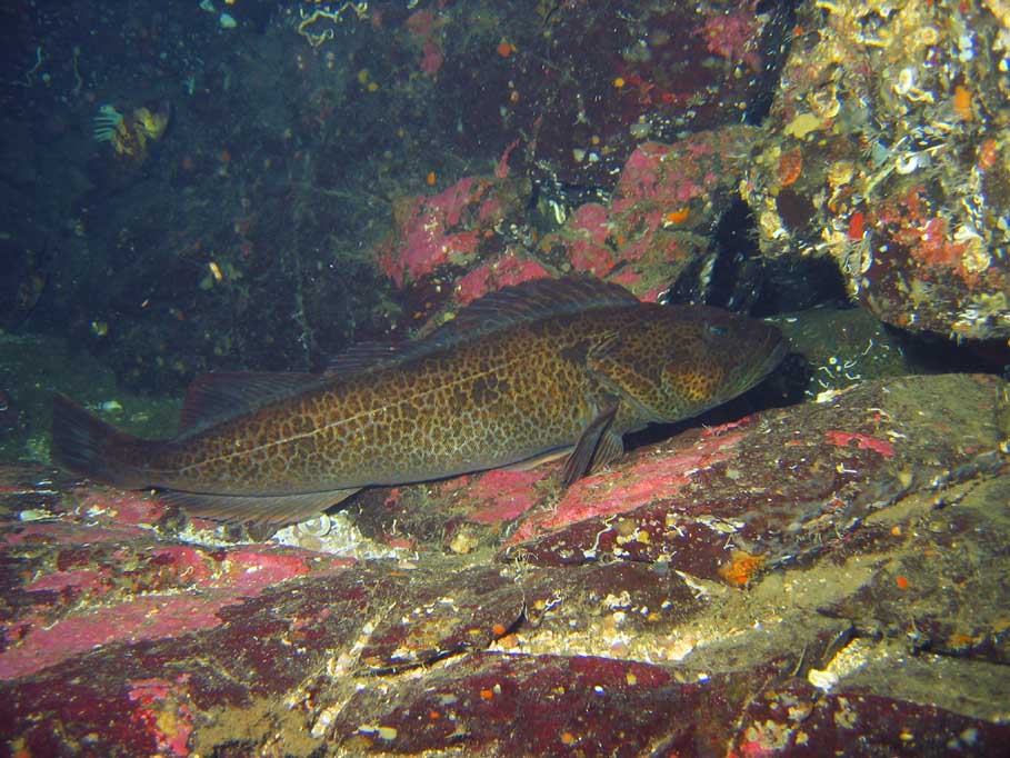 Large Lingcod