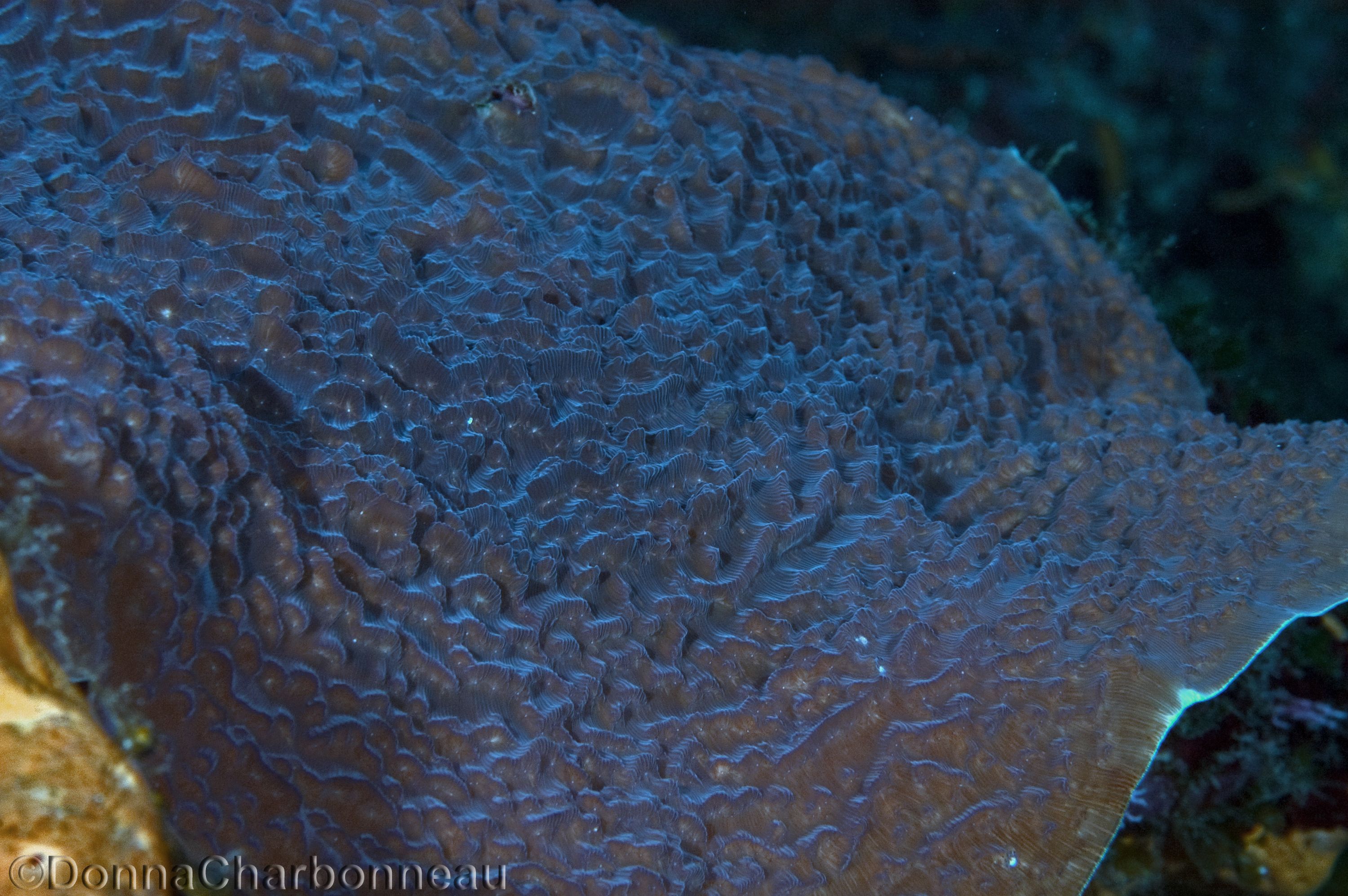 Large plate coral