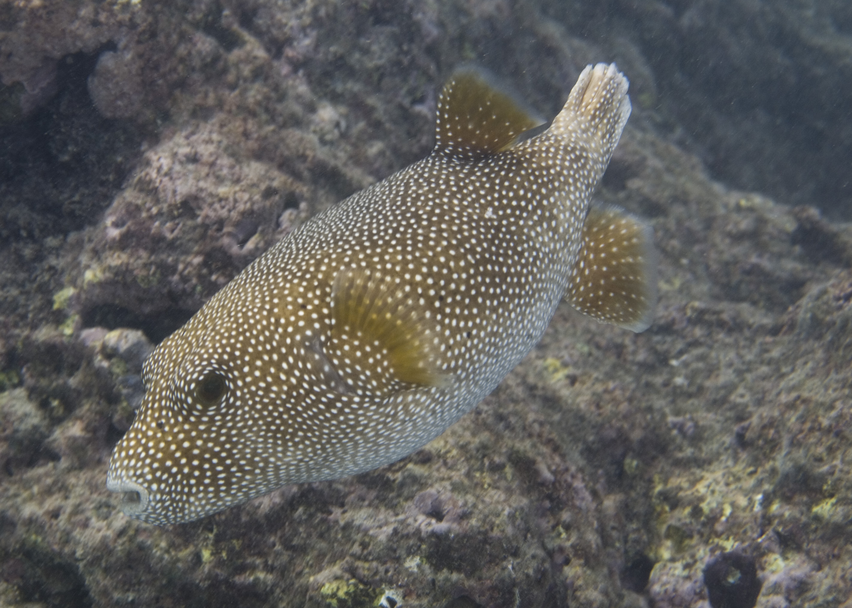 large puffer