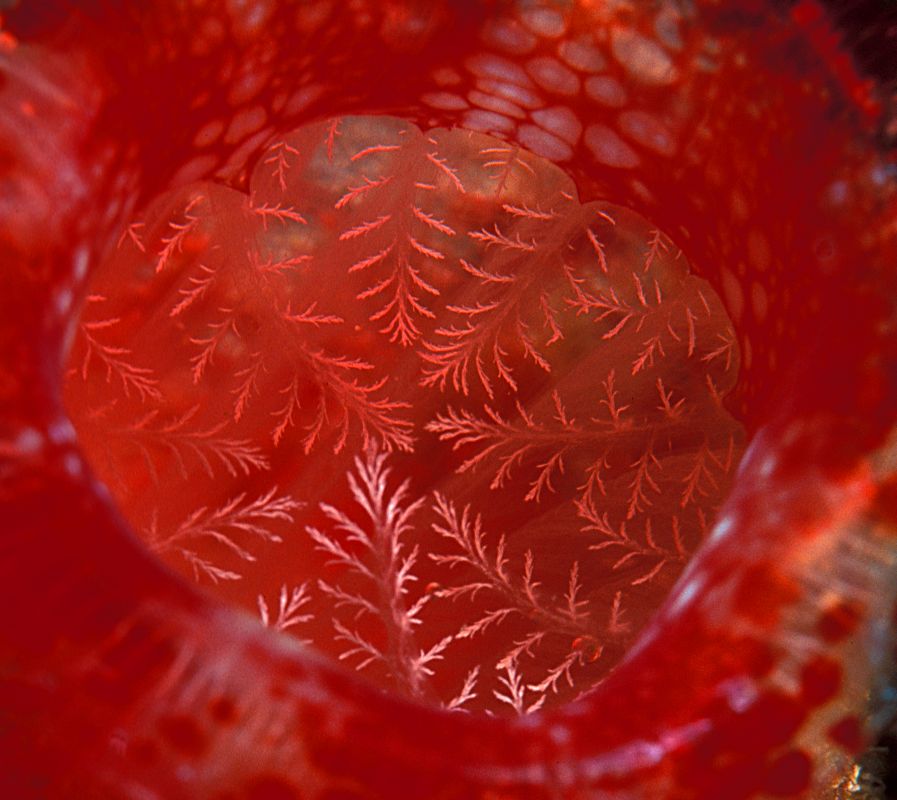 Large red Tunicate mouth