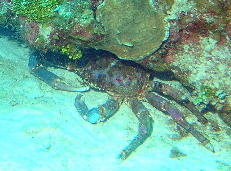 Large reef crab