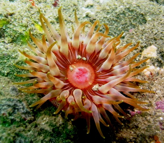 large sea anemones
