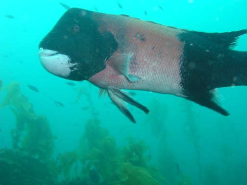 Large Sheephead