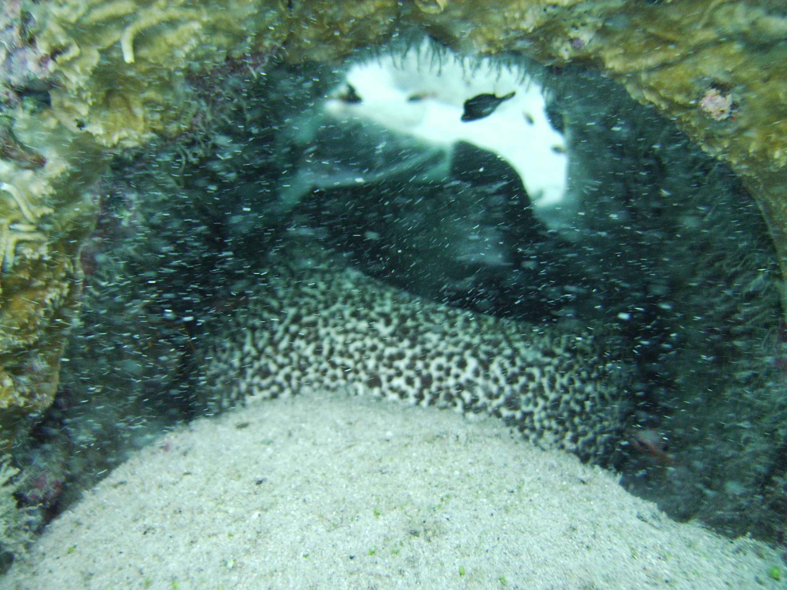 Large spotted Moray