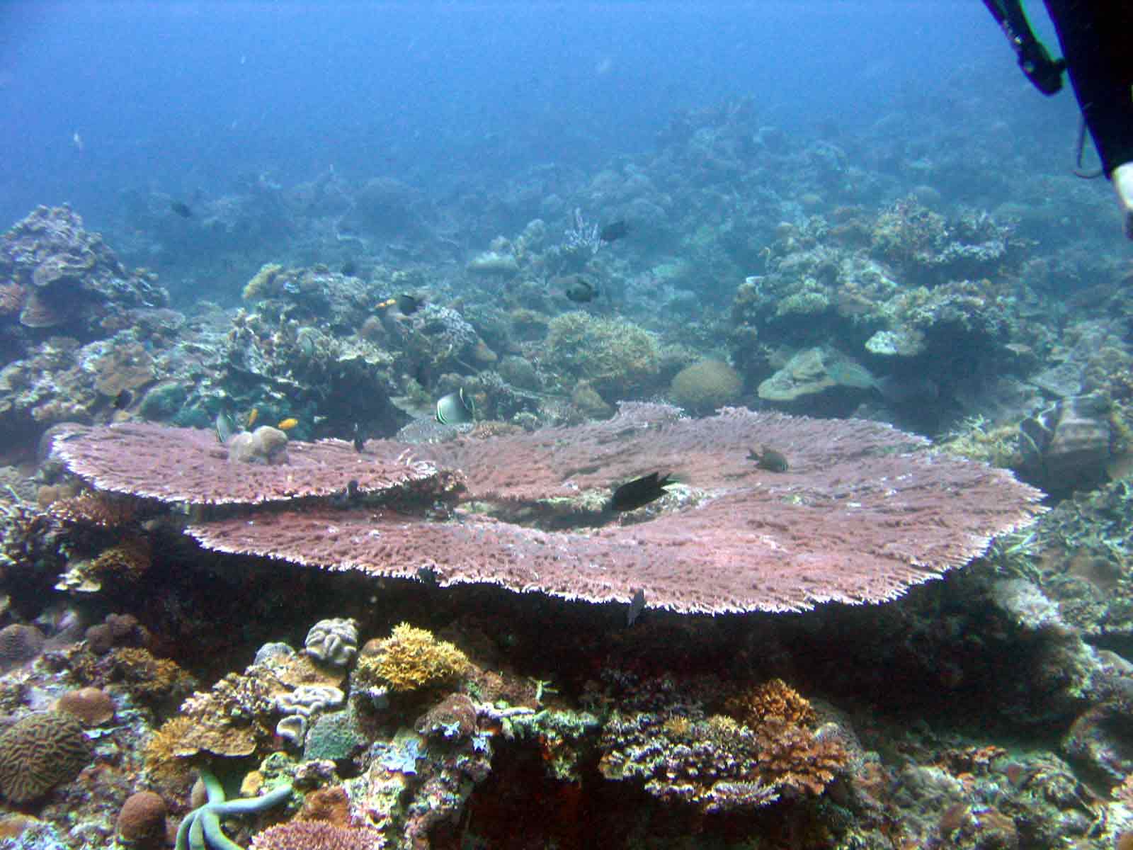large-table-coral