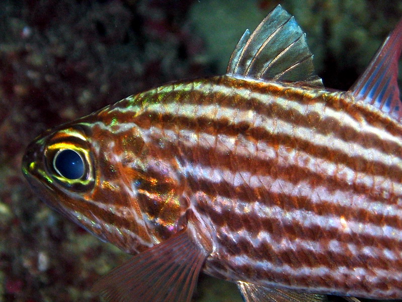 Large Tooth Cardinalfish