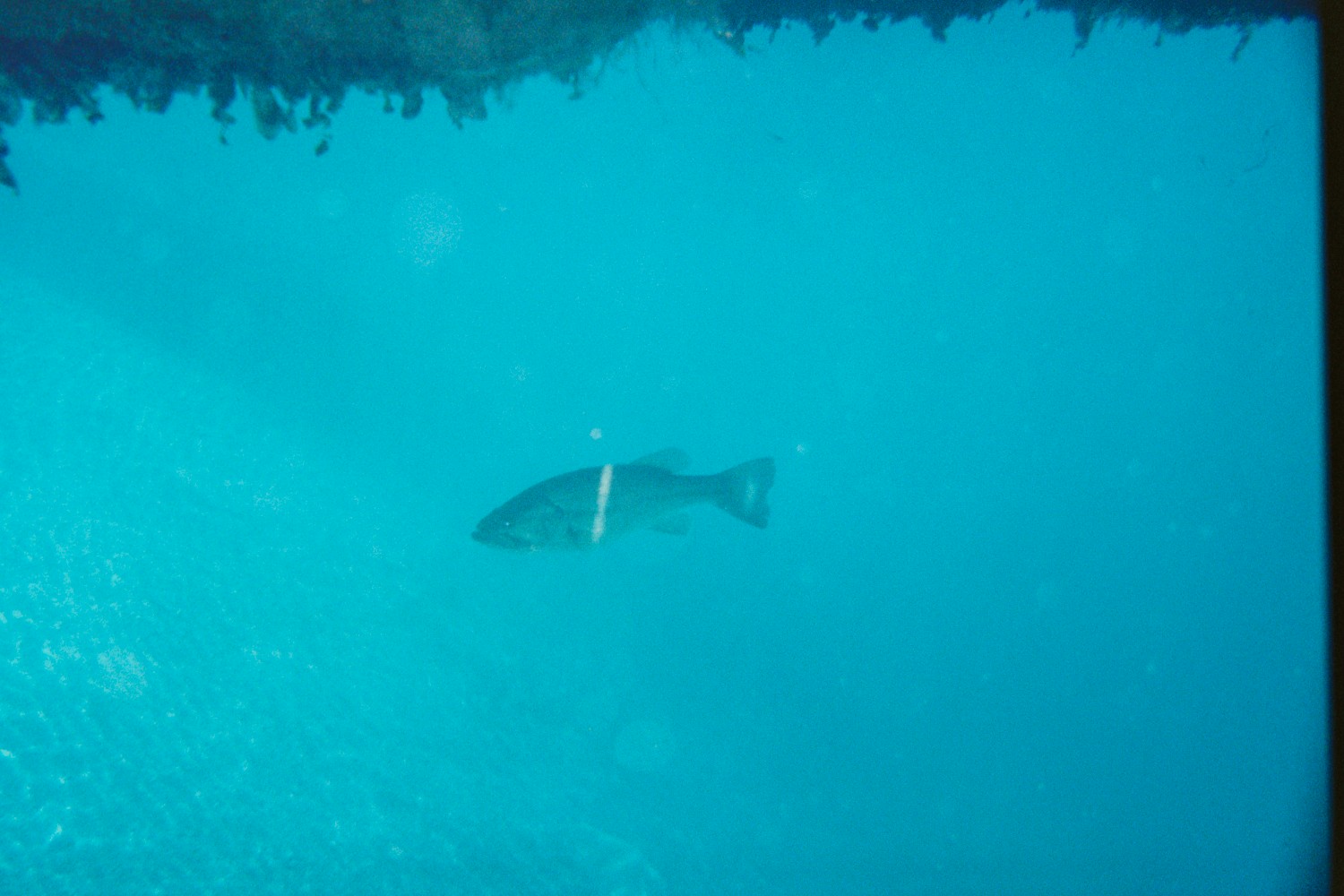 Largemouth Bass under dock