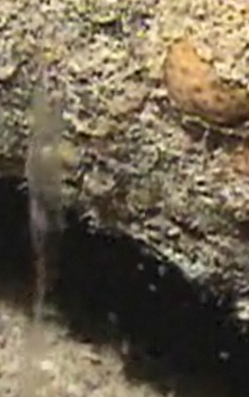 Larval Lobster from Video Capture