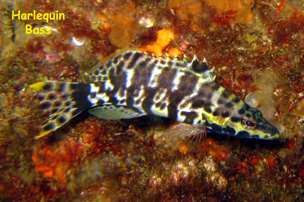 Las Burbujas, Mochima National Park, Venezuela