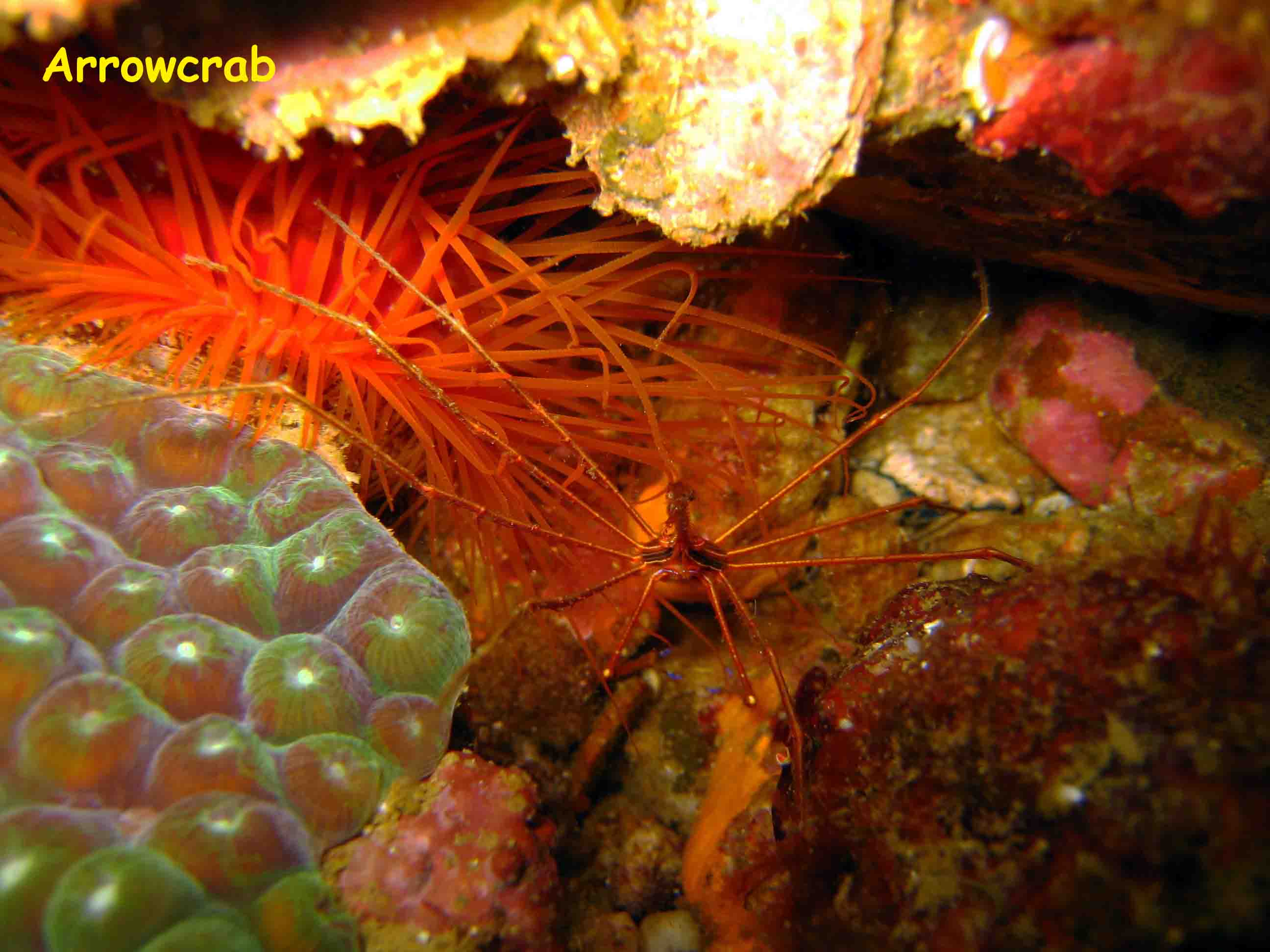 Las Burbujas, Mochima National Park, Venezuela