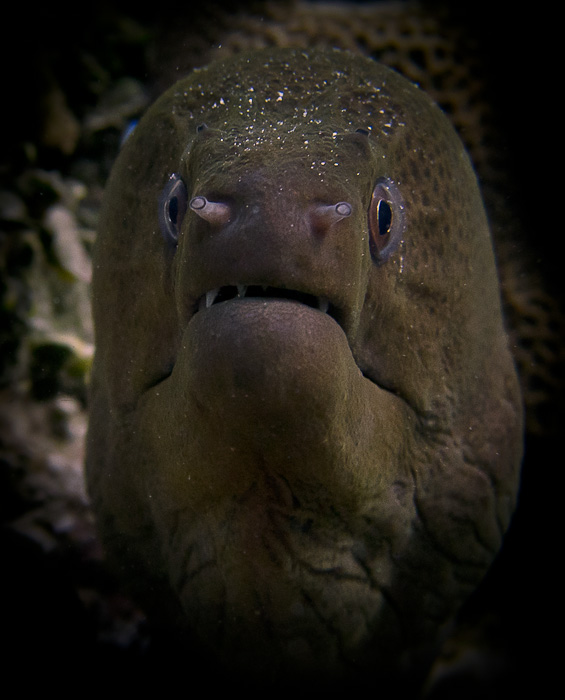 Latest additions to Laamu House Reef