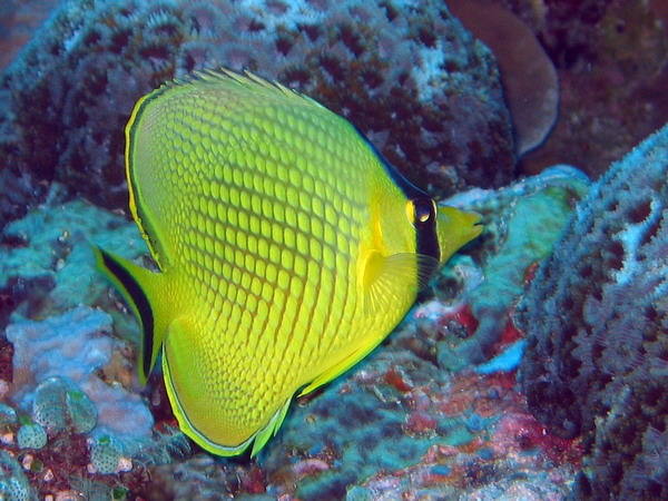 Latticed Butterflyfish