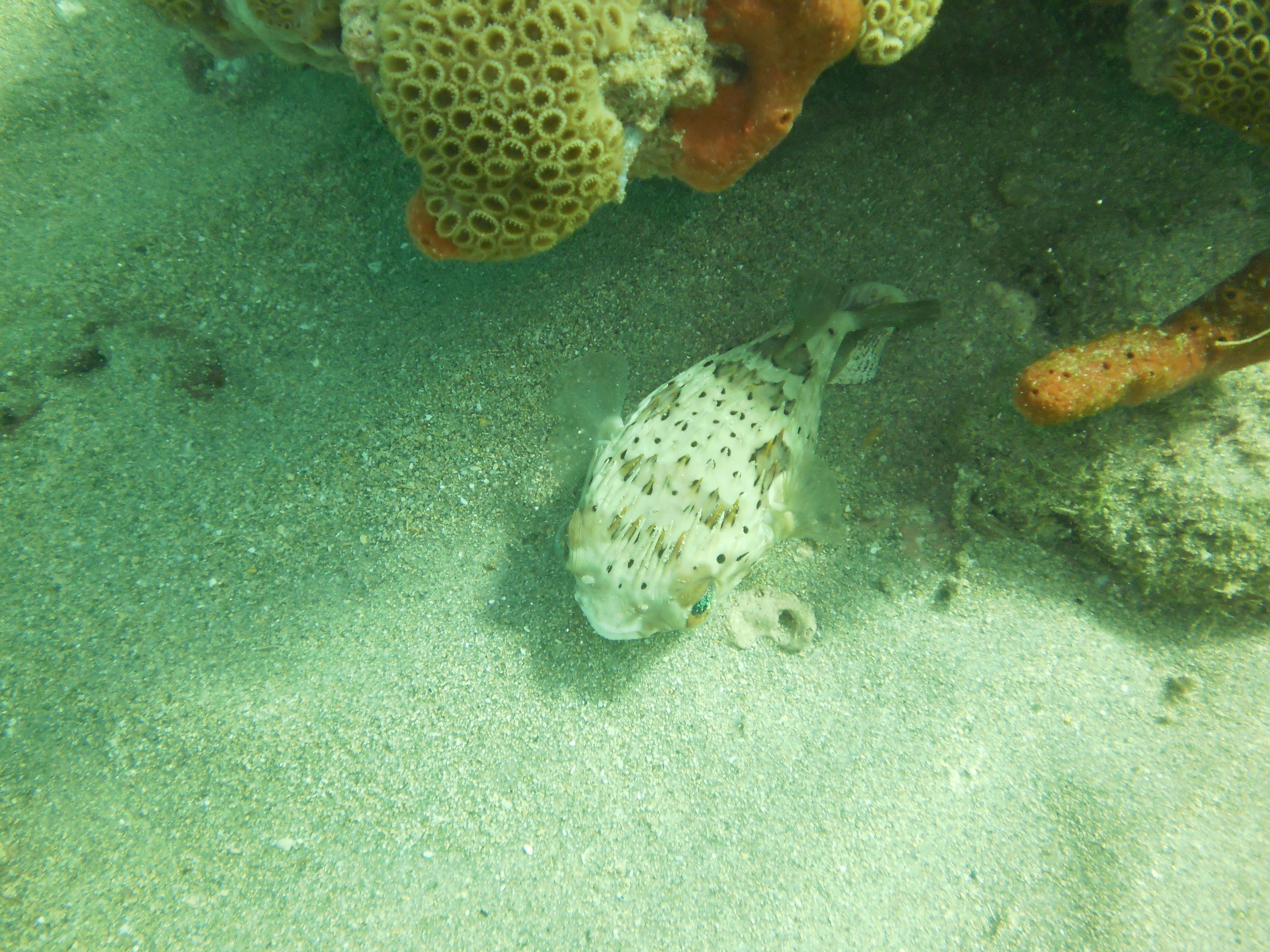 Lauderdale By The Sea Shore diving