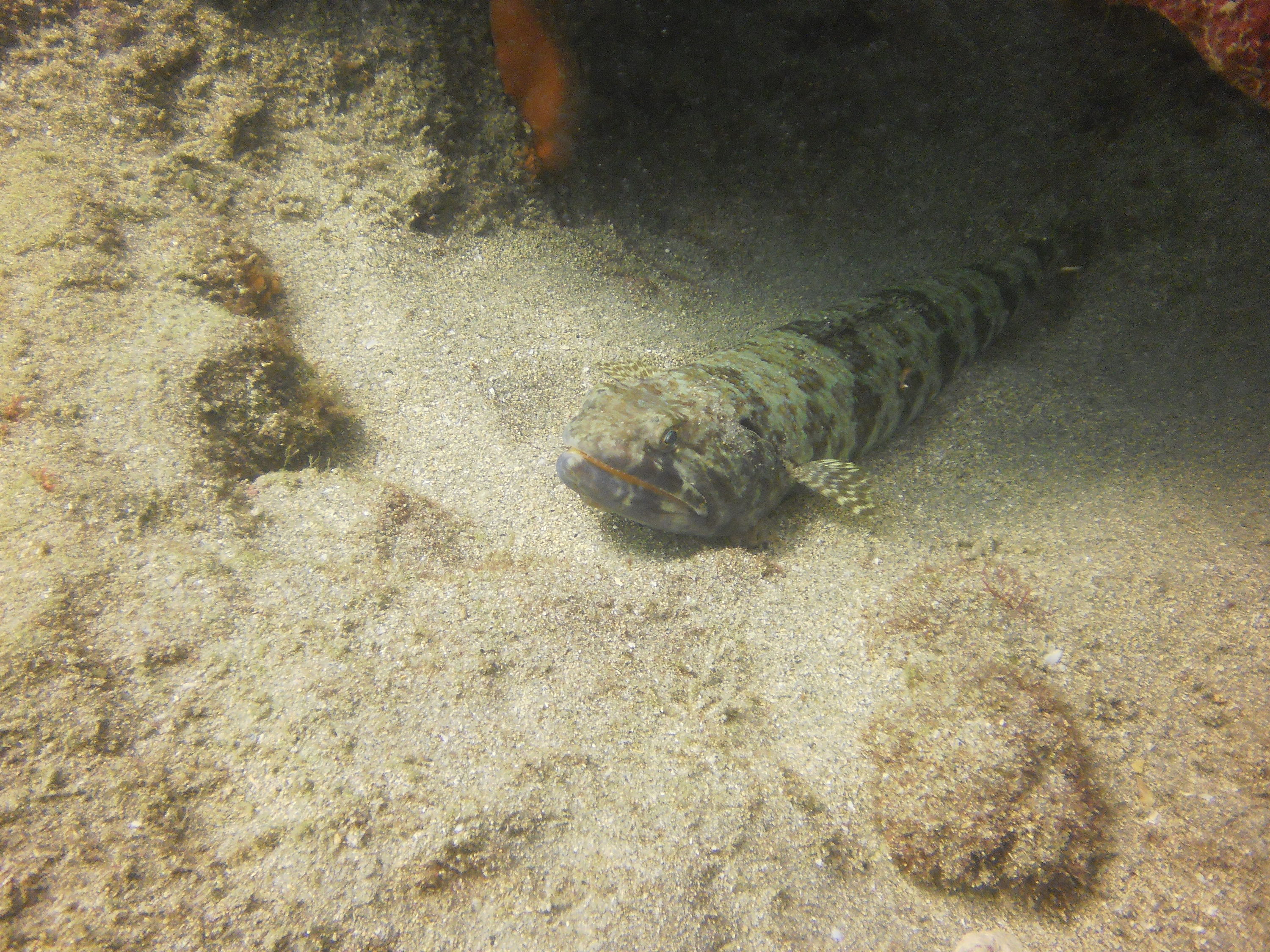 Lauderdale By The Sea Shore diving