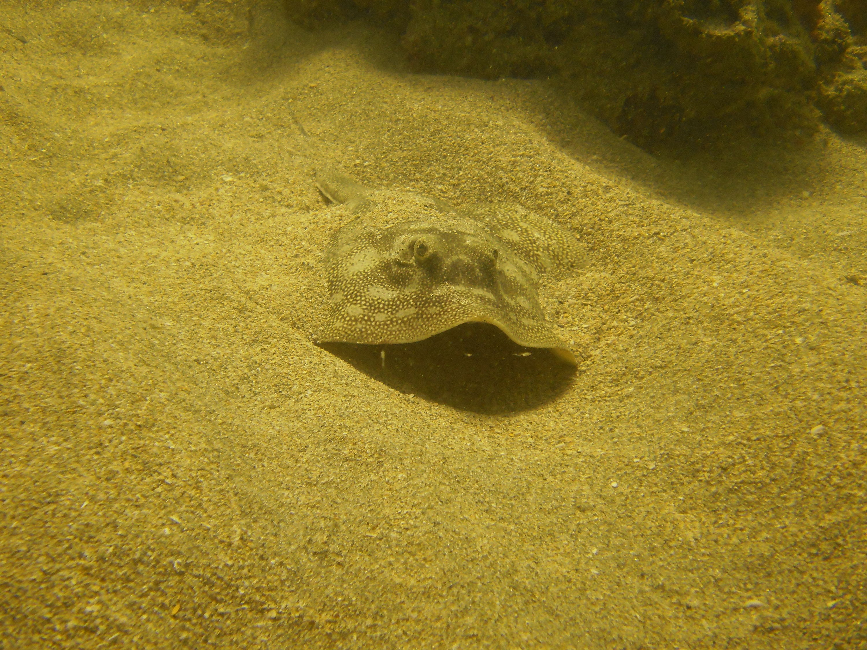 Lauderdale By The Sea Shore diving