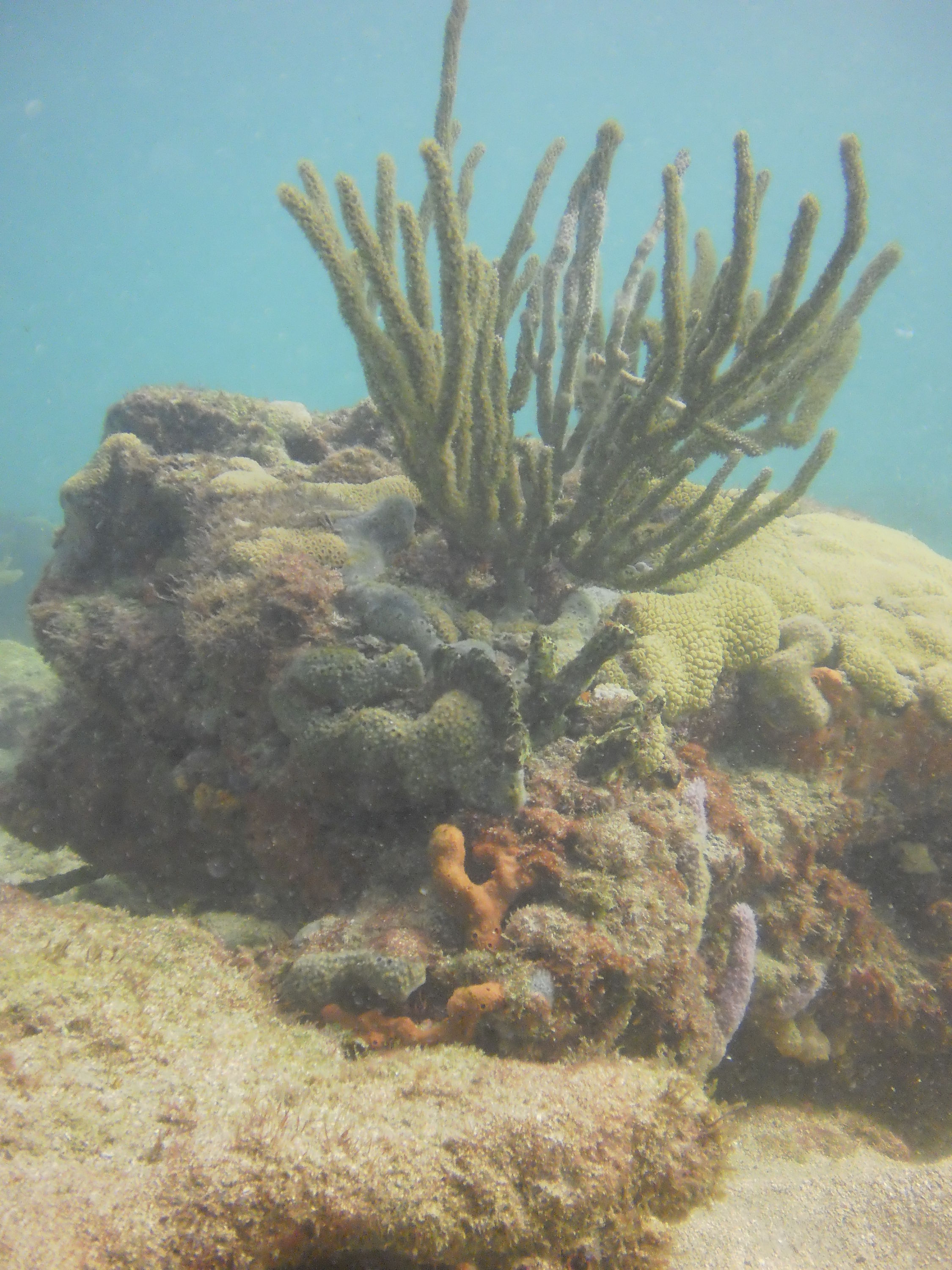 Lauderdale By The Sea Shore diving