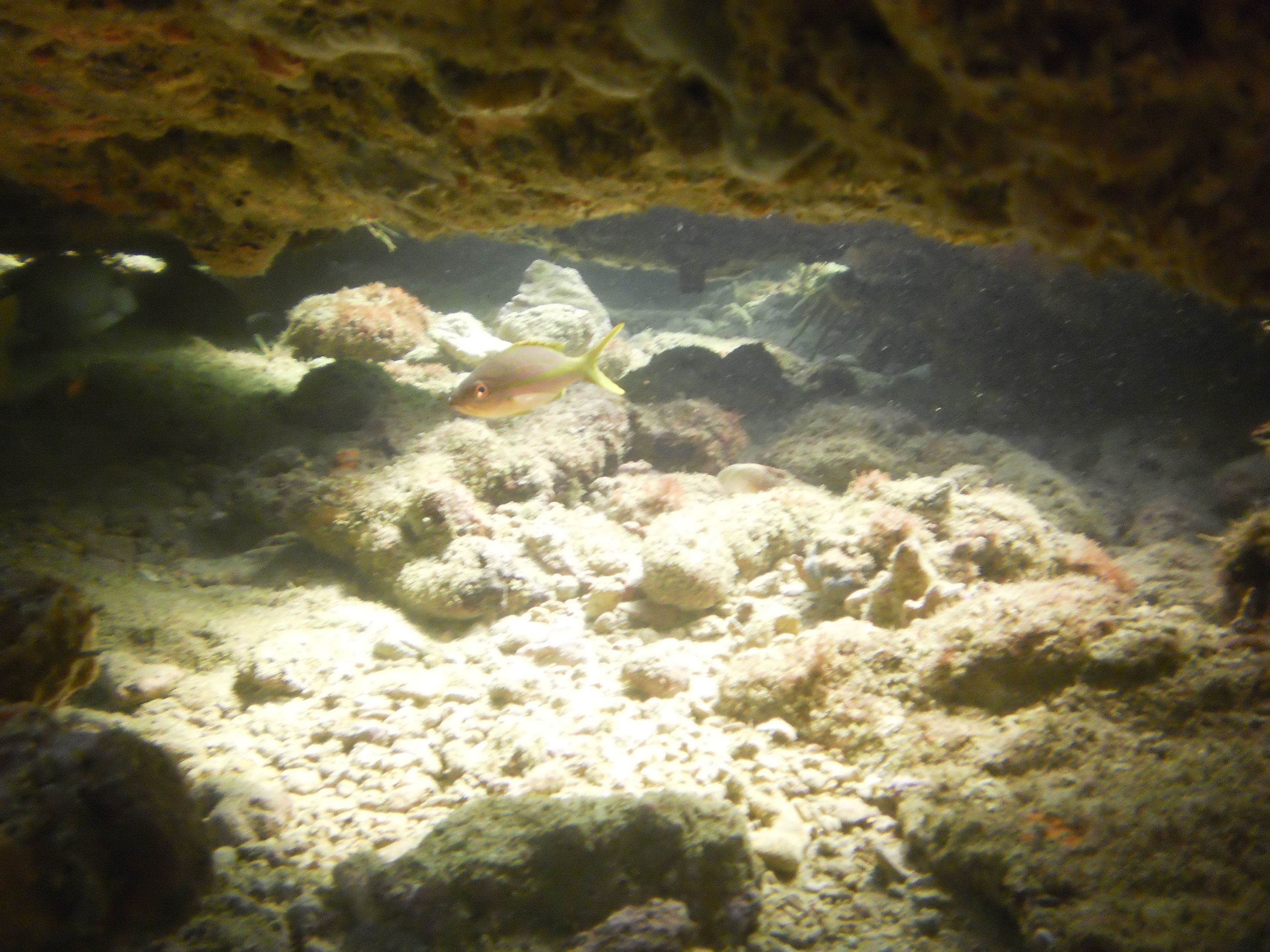 Lauderdale By The Sea Shore diving