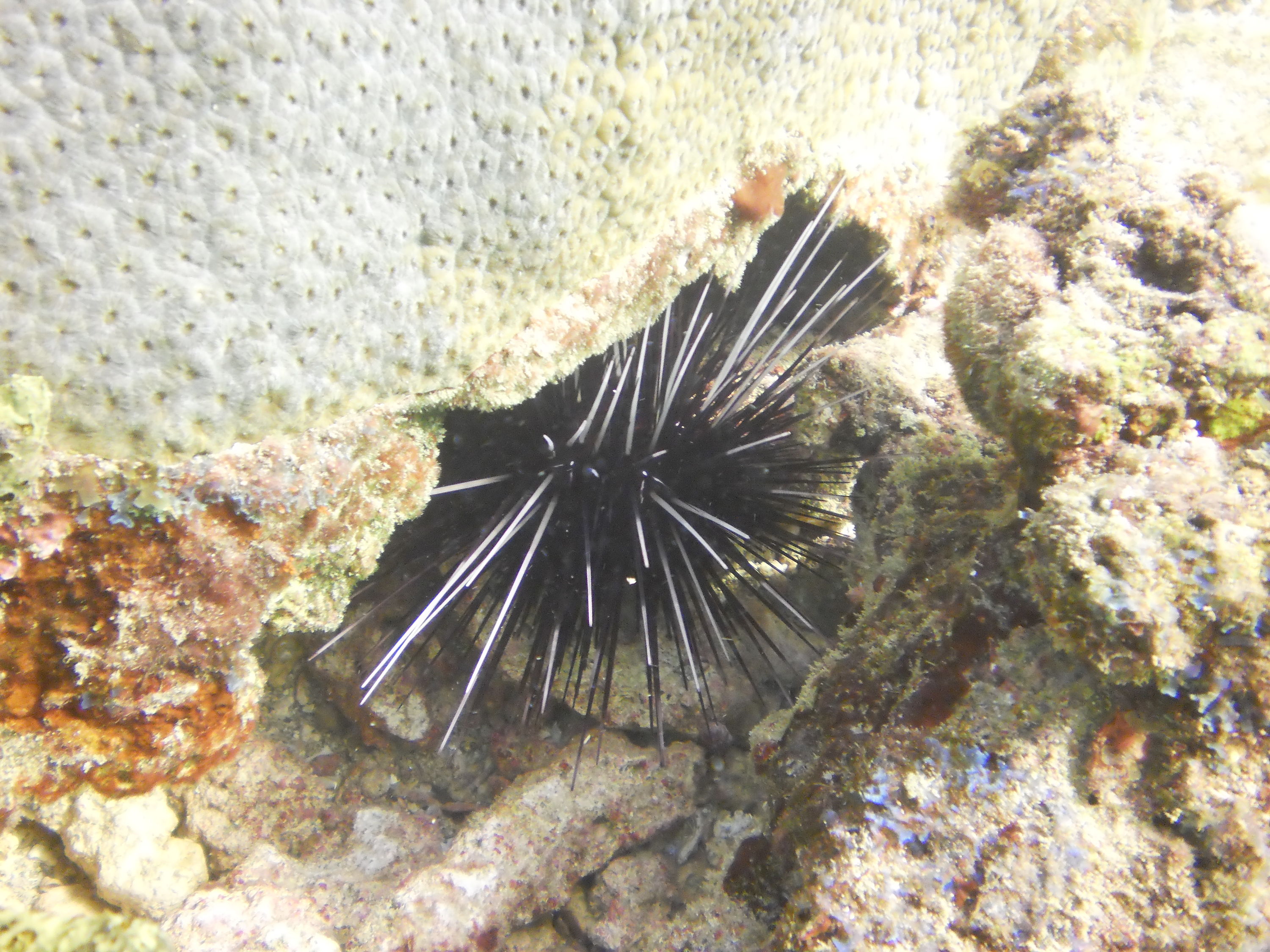 Lauderdale By The Sea Shore diving