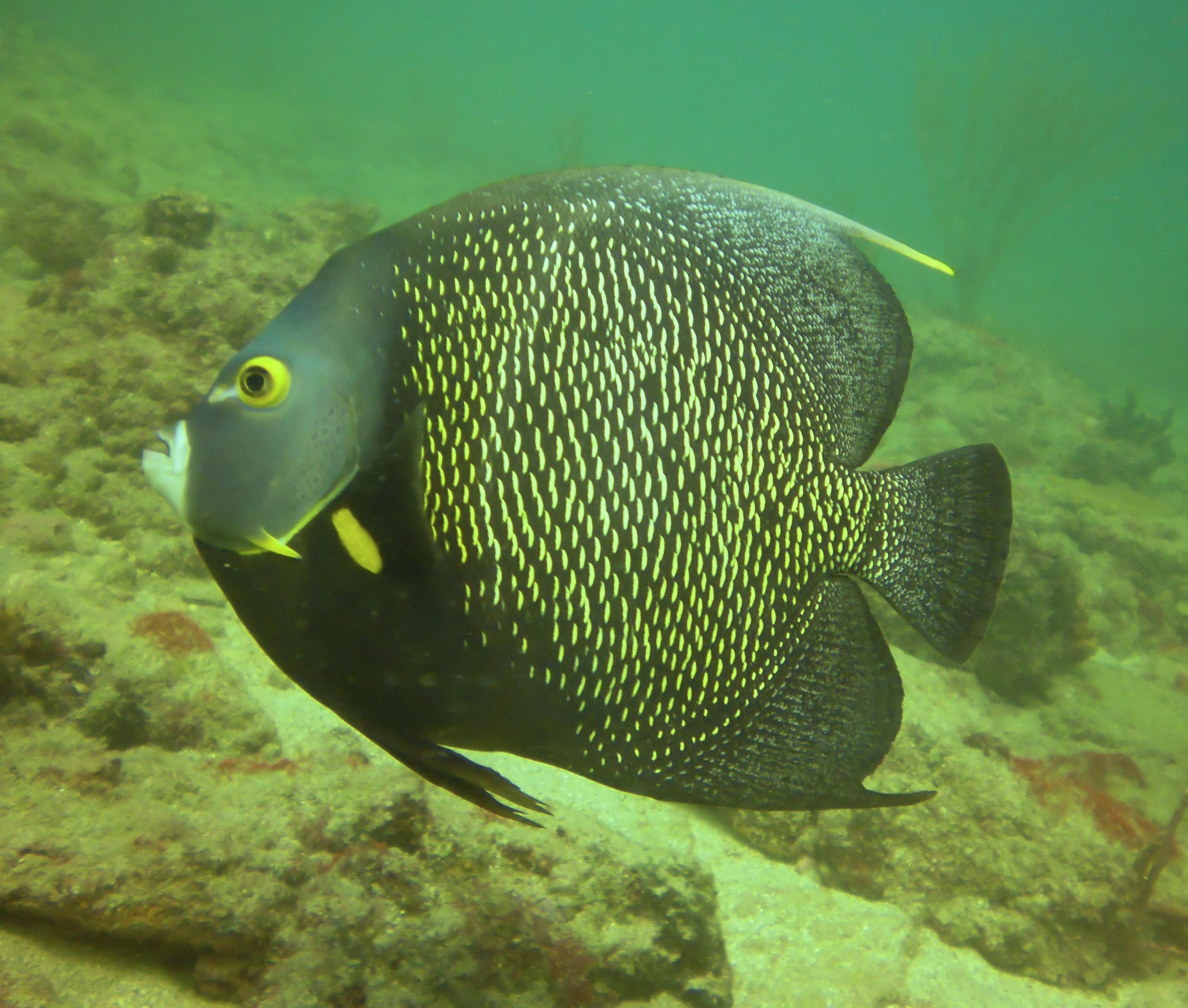 Lauderdale By The Sea Shore diving