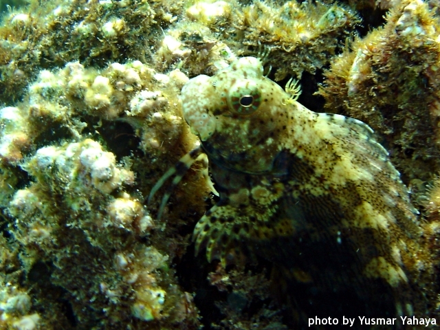 lawnmower blenny