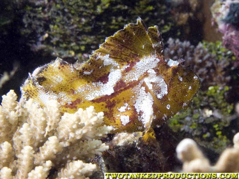 Leaf Fish Bligh Water Fiji 07