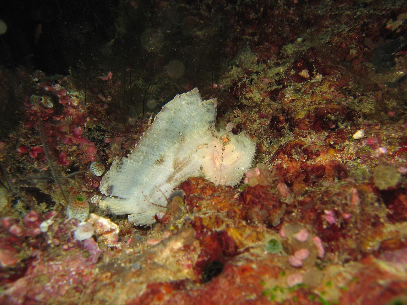 Leaf Fish - Taenianotus triacantus