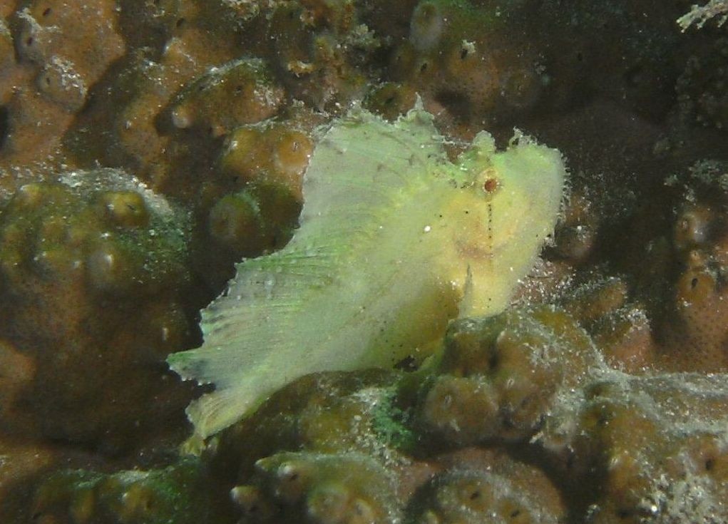 Leaf Fish