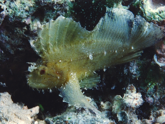 Leaf Fish