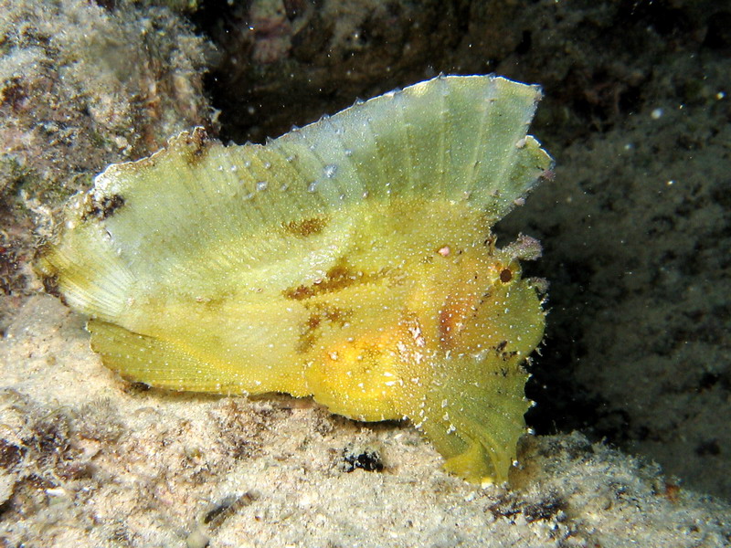 Leaf Fish