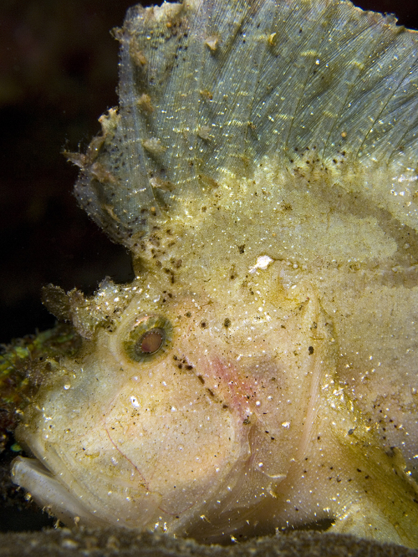 Leaf Scorpian Fish