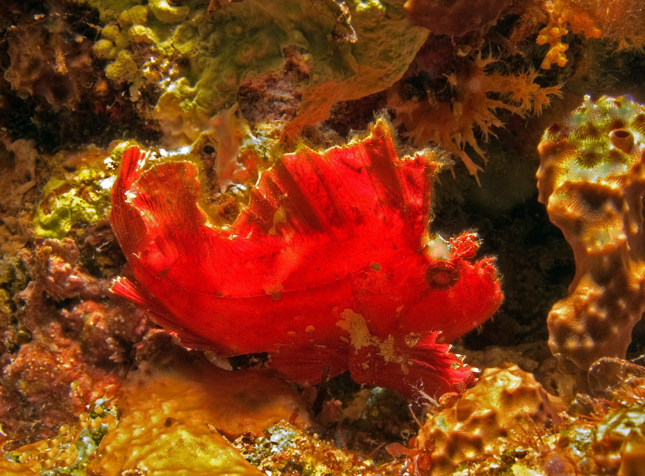 Leaf Scorpiomfish