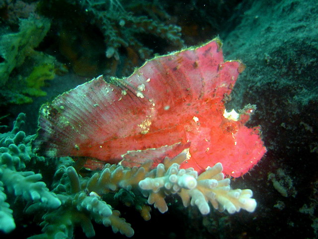 Leaf Scorpion fish, Tulamben, Bali