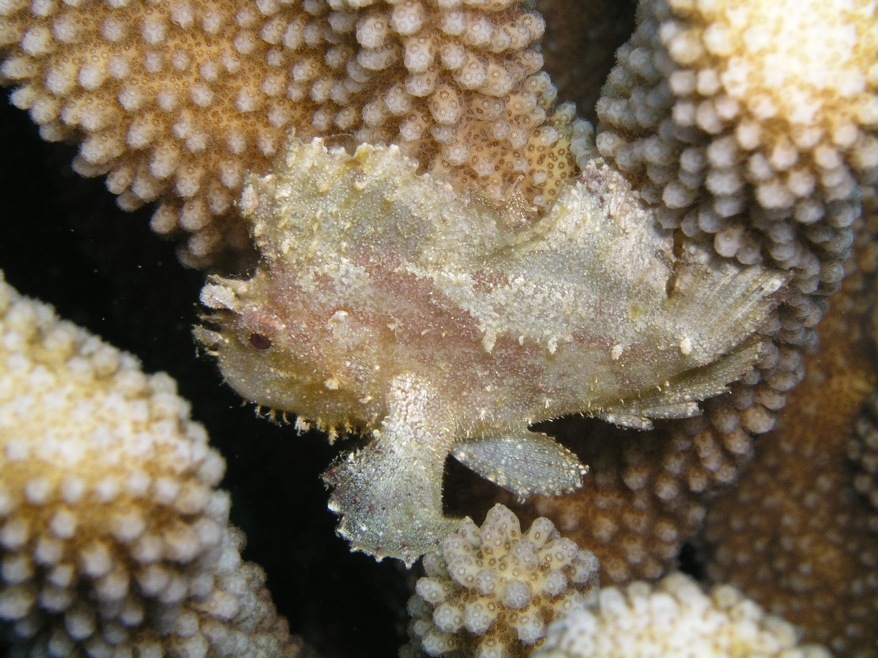 Leaf Scorpion Fish