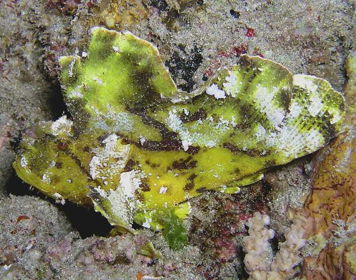 Leaf Scorpionfish II