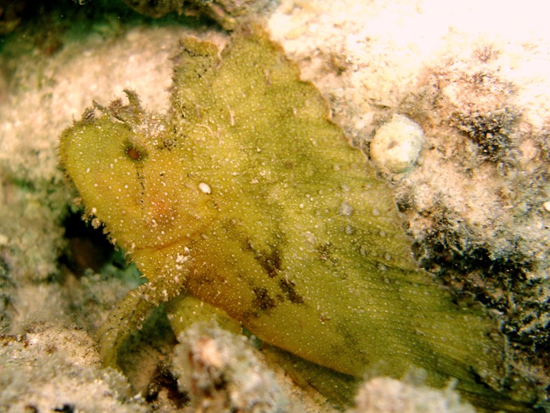 Leaf Scorpionfish - Leaf Fish