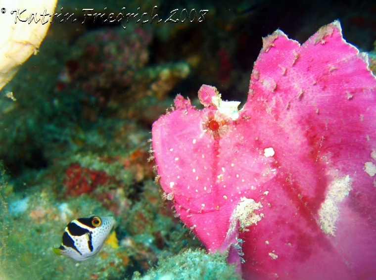 Leaf scorpionfish meets Toby