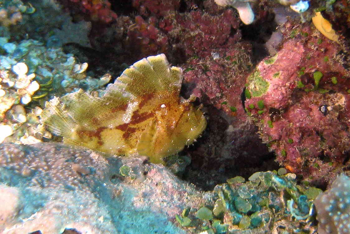 Leaf Scorpionfish Yellow form