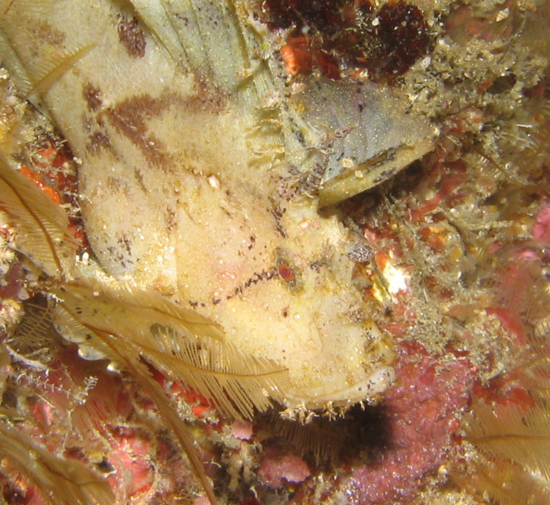 Leaf Scorpionfish