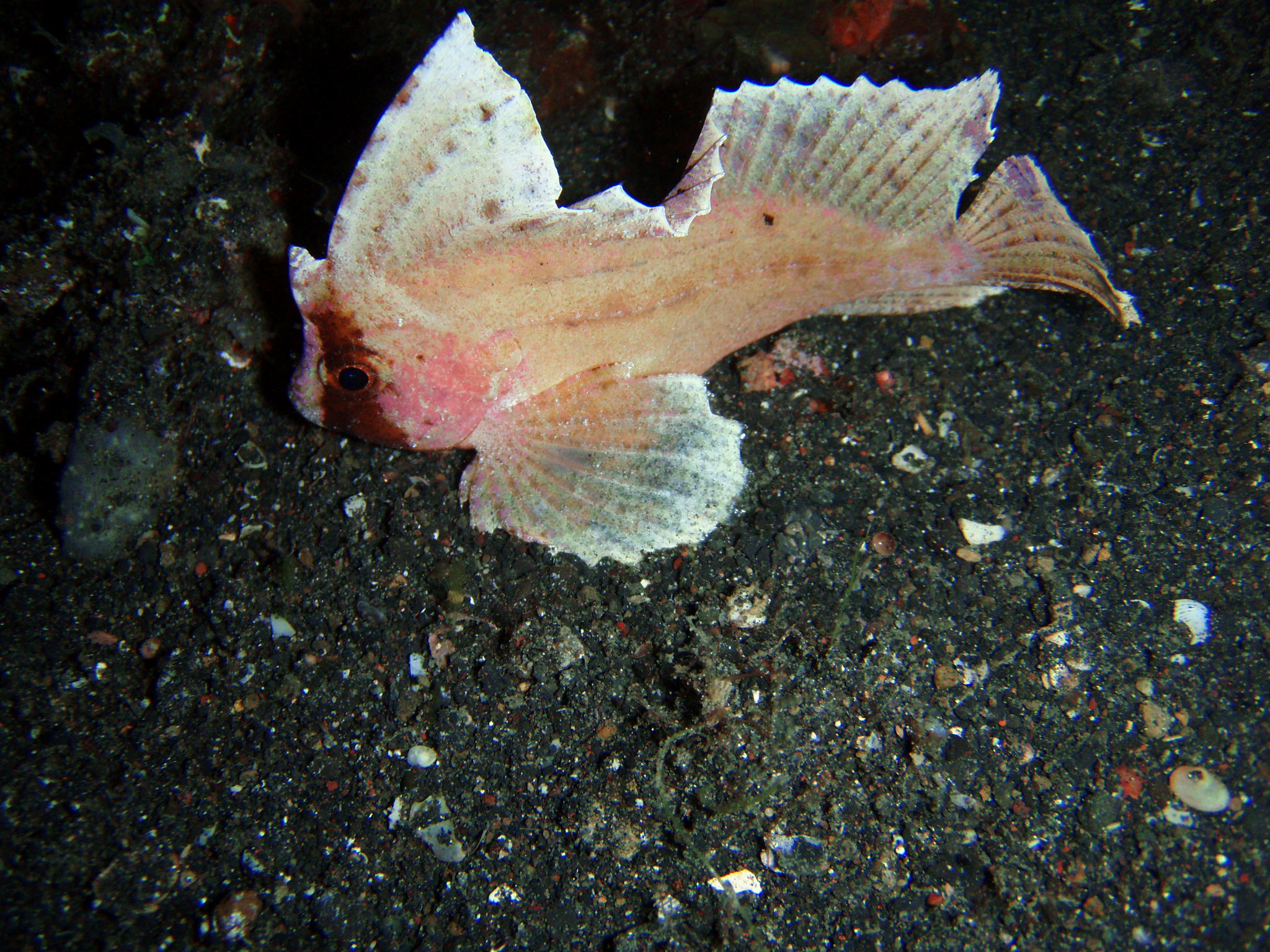 Leaf Scorpionfish