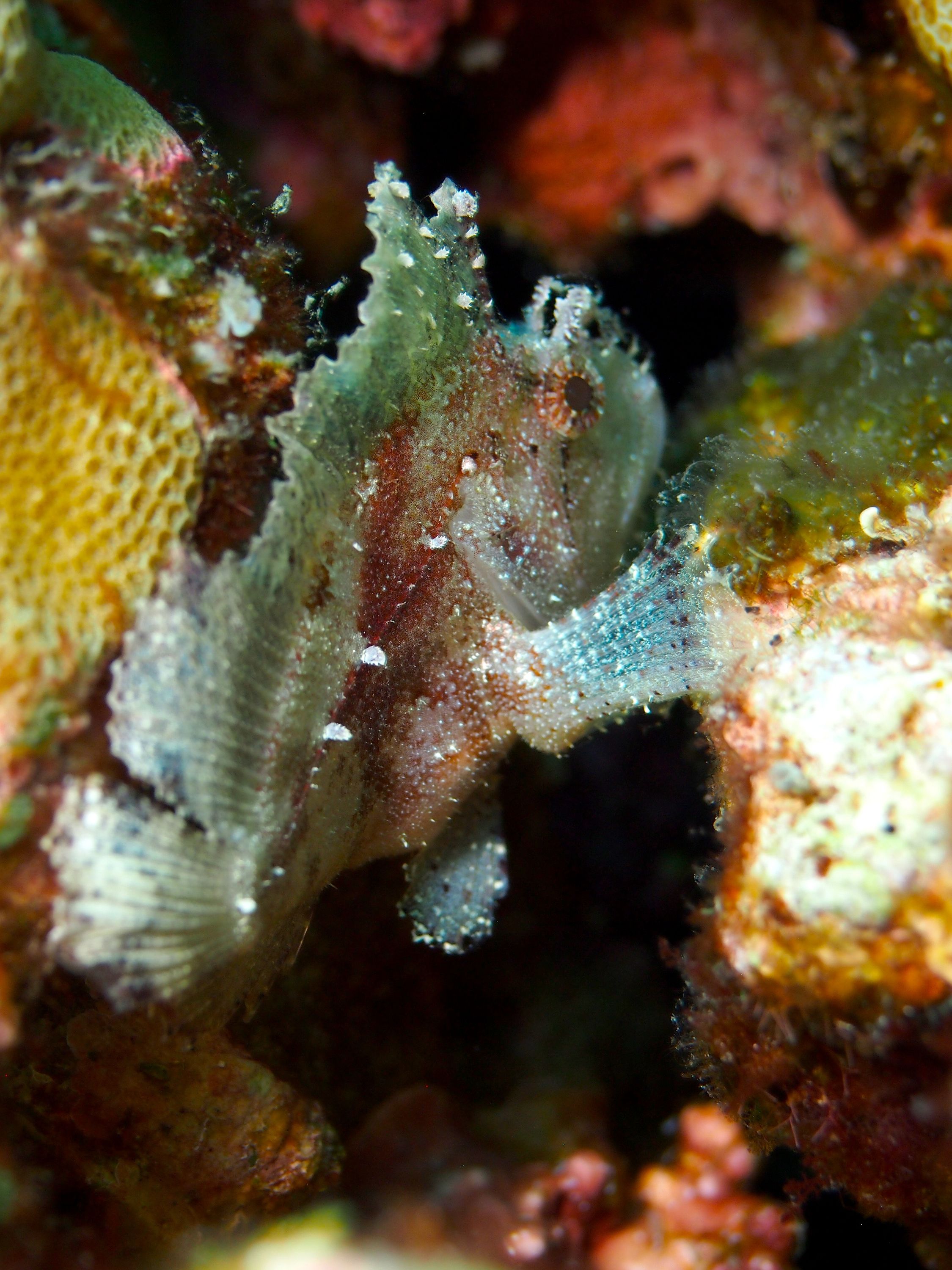 Leaf Scorpionfish