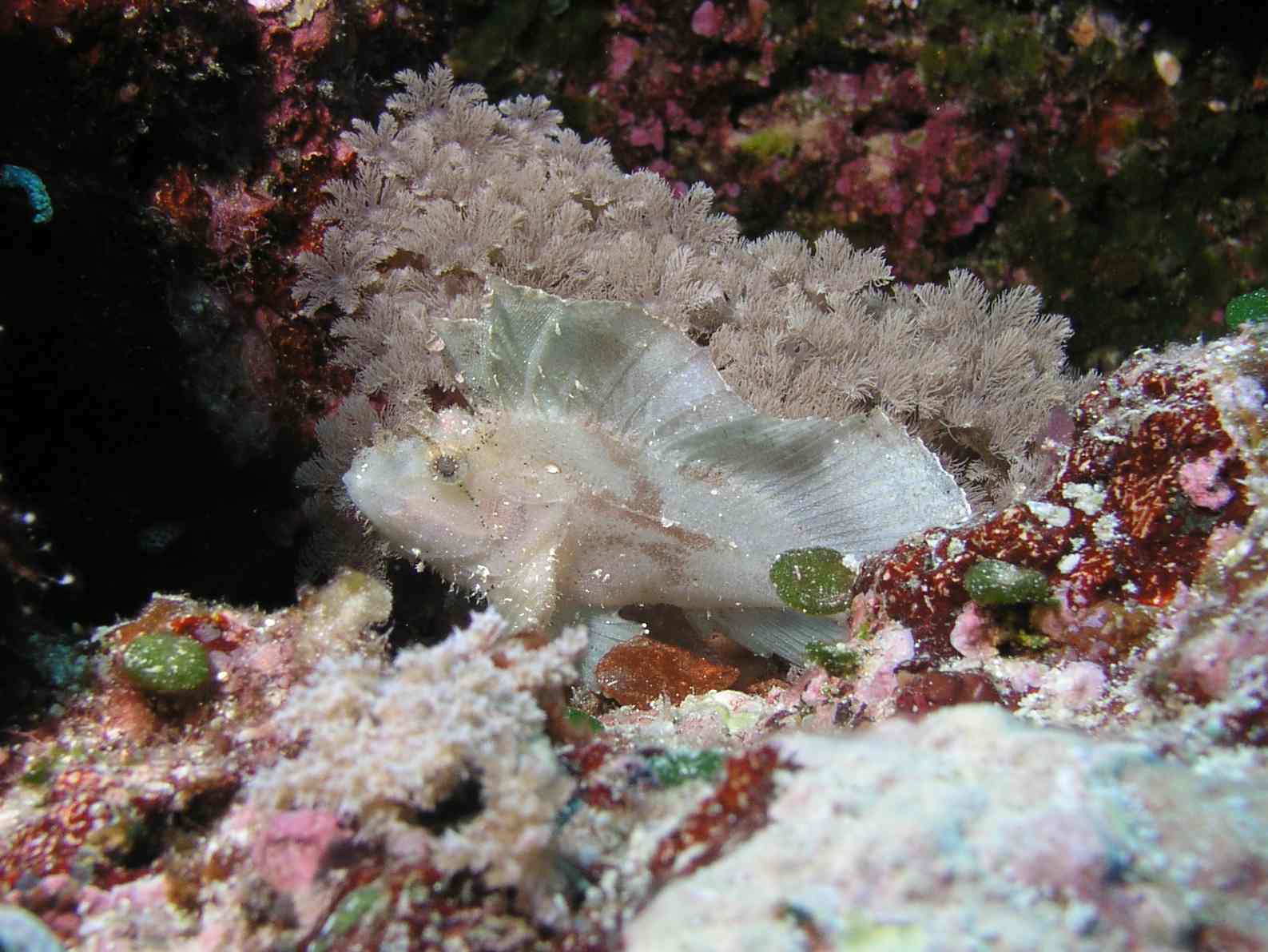 Leaf Scorpionfish