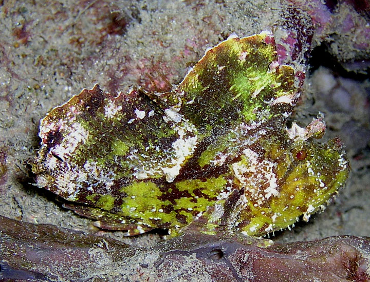 Leaf Scorpionfish