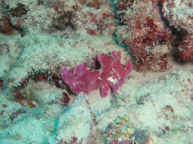 Leaf Scorpionfish