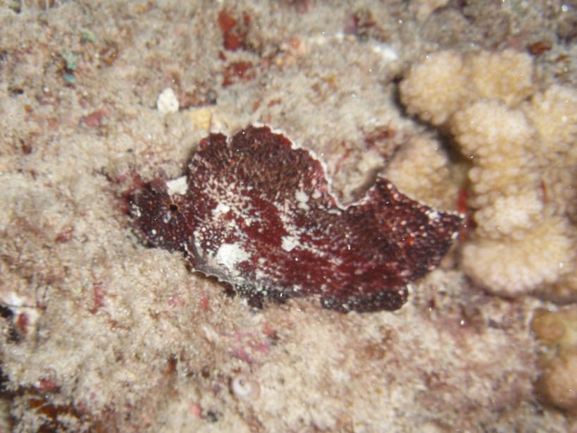 Leaf Scorpionfish