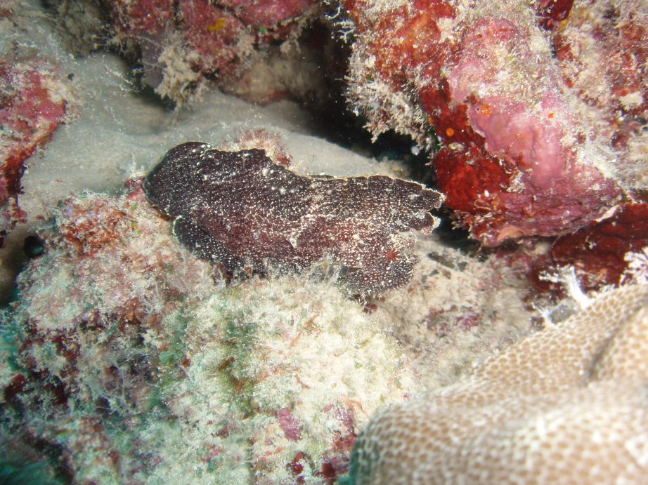 Leaf Scorpionfish