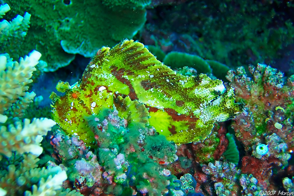 Leaf Stonefish